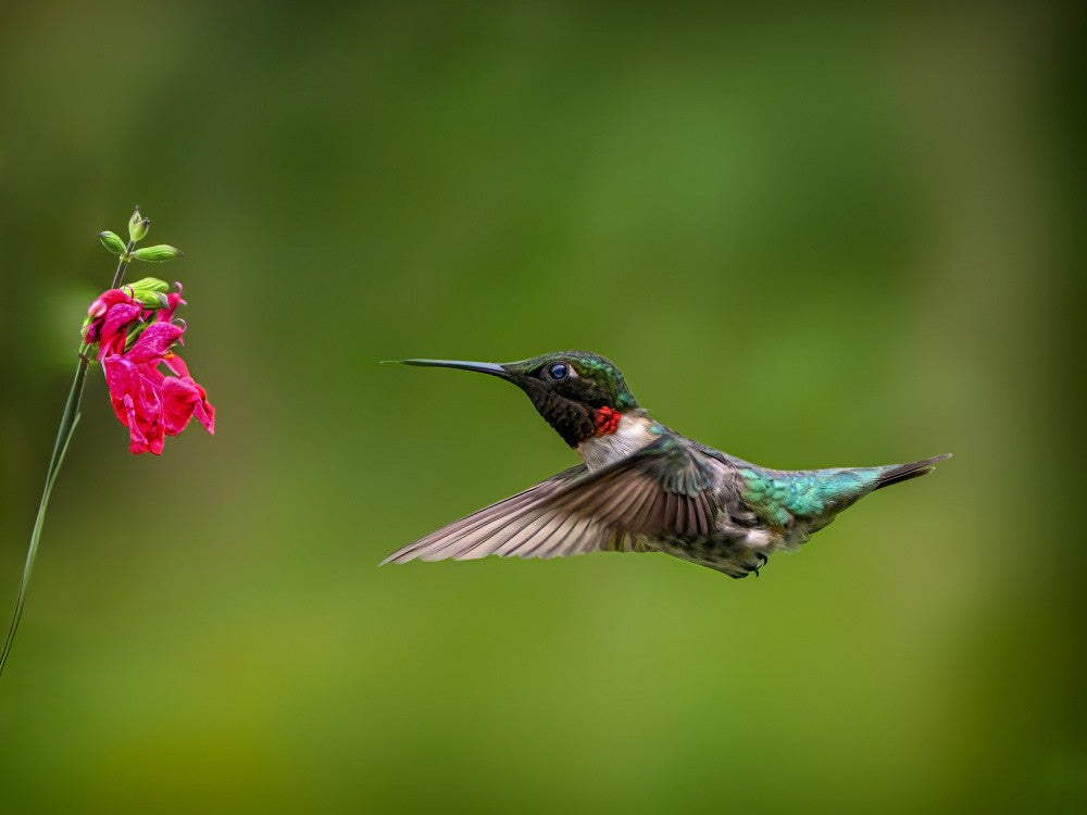 Hummingbird