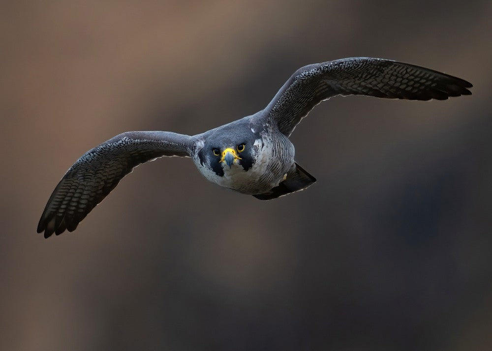 Peregrine Falcon