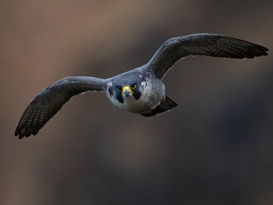 Peregrine Falcon