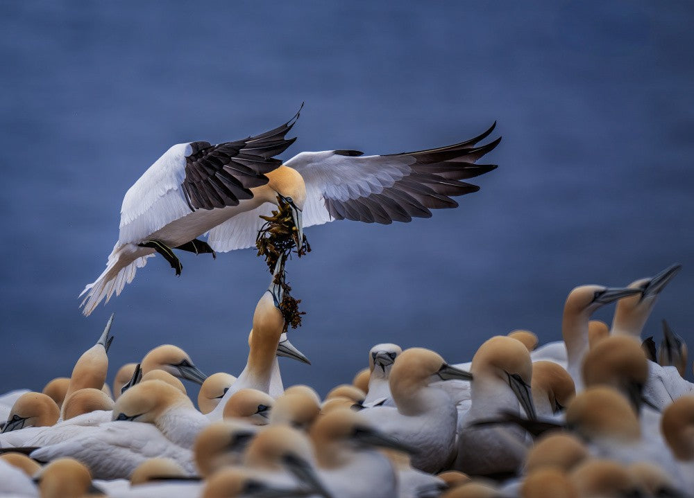 The Gift Above the Sea