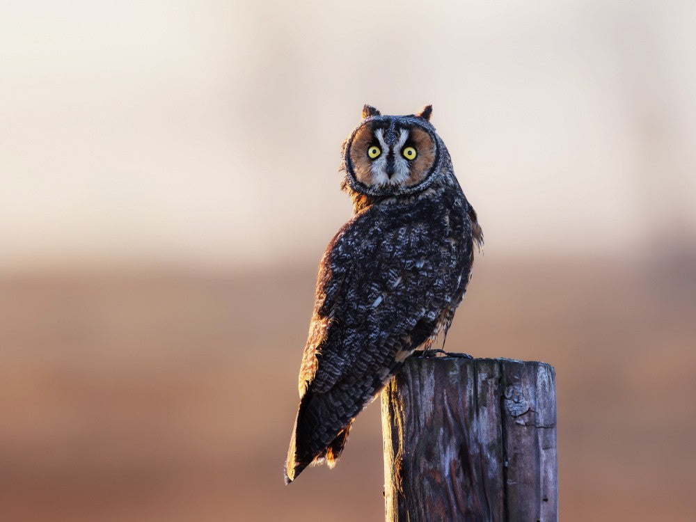 Long-eared owl