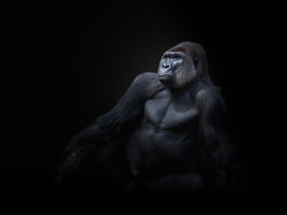 Gorilla