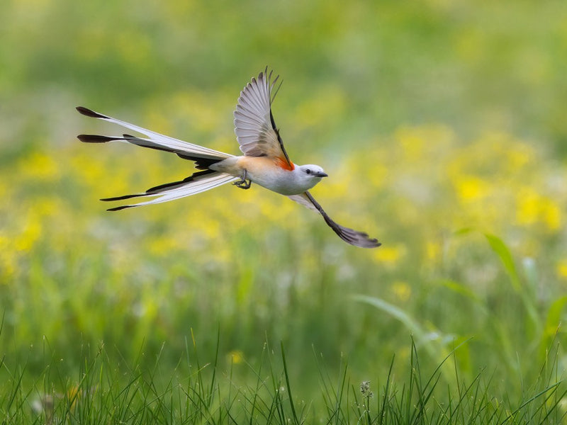 Scissor-tailed Flycatcher II