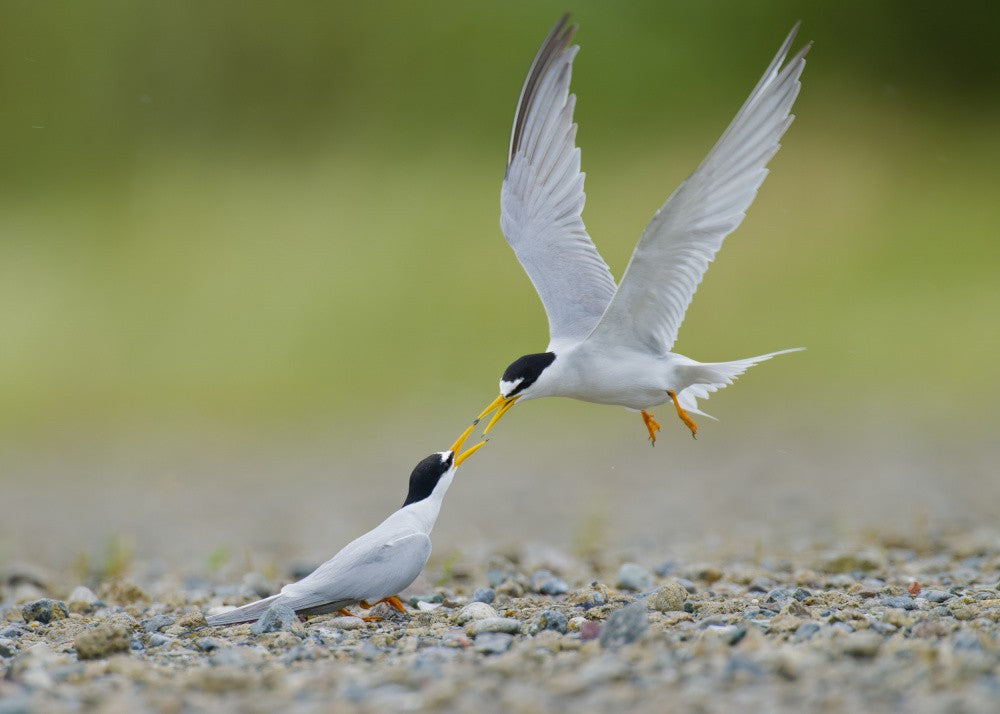 Little Tern