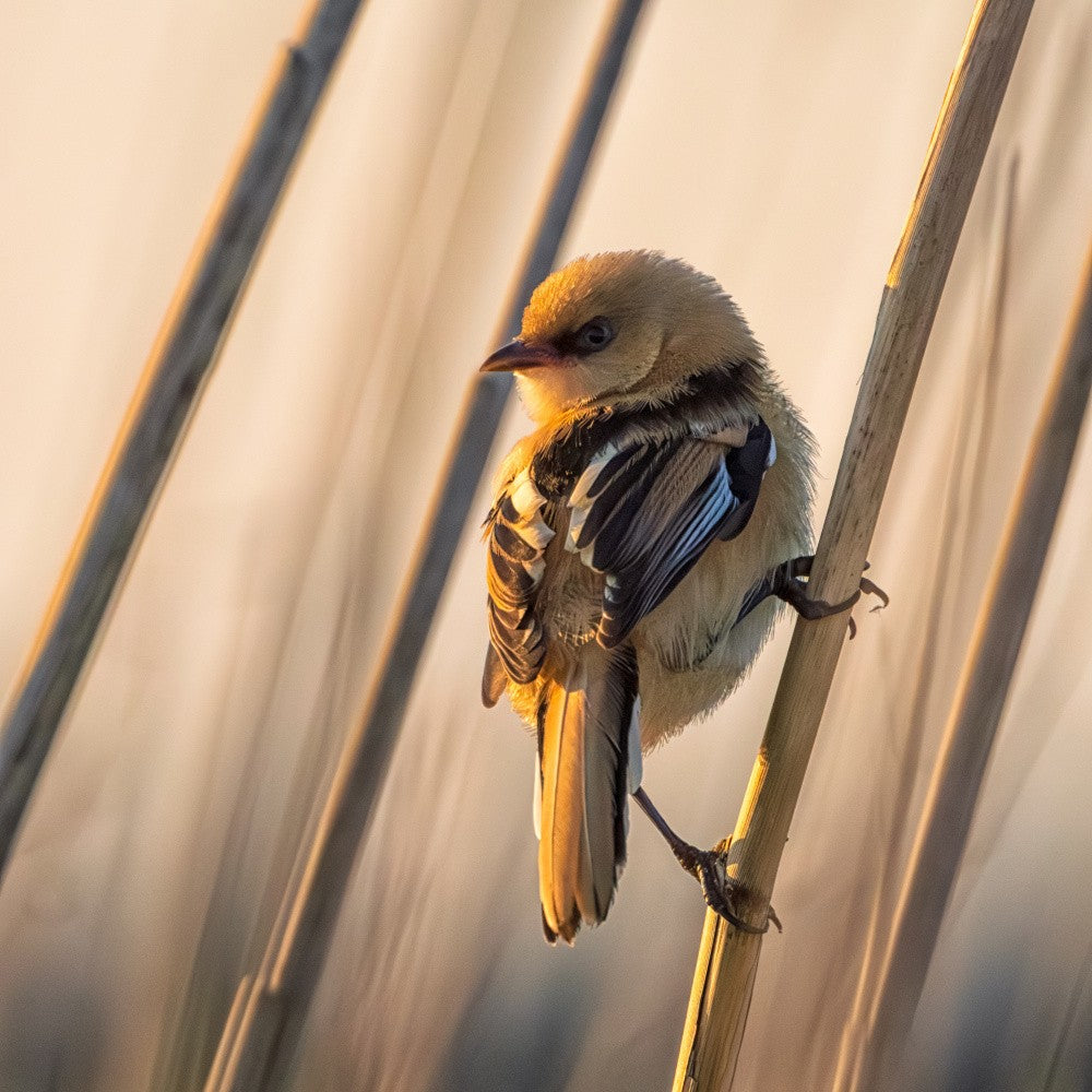 Golden Dawn Bearded Reedling.