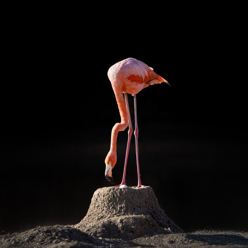 Flamingo hatching egg