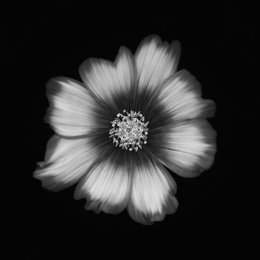 Cosmos