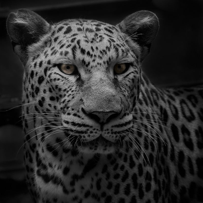 I am Leopard