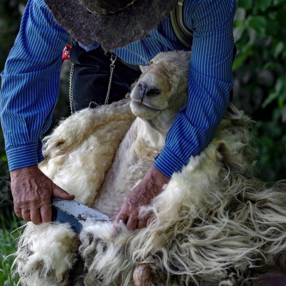 Sheep shearing