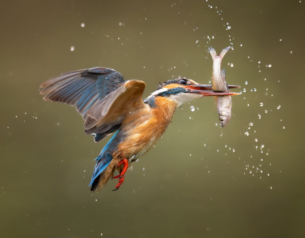 Don't swallow me!