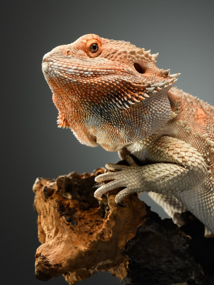 Agama