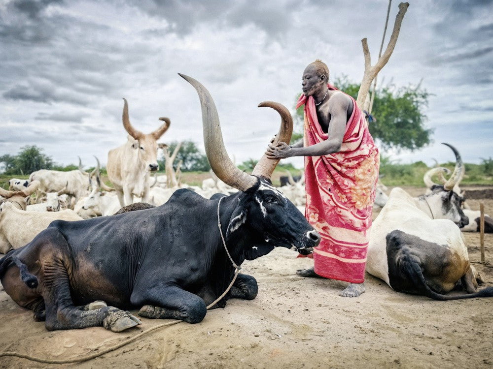 Mundari cattle,Man