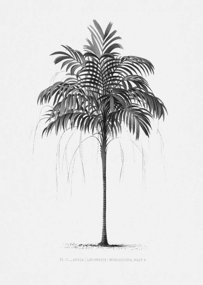 Palm Vintage