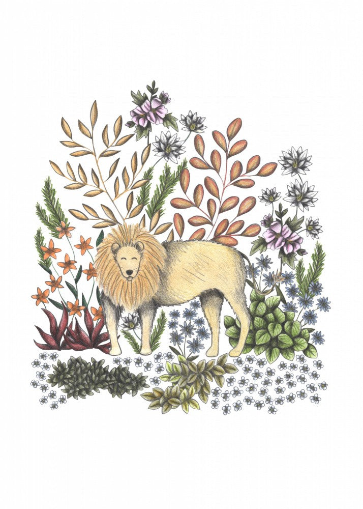 SAFARI Lion