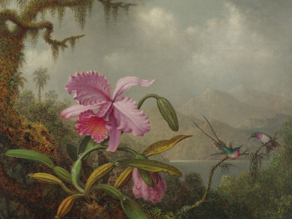 Martin Johnson Heade Orchids and Hummingbirds