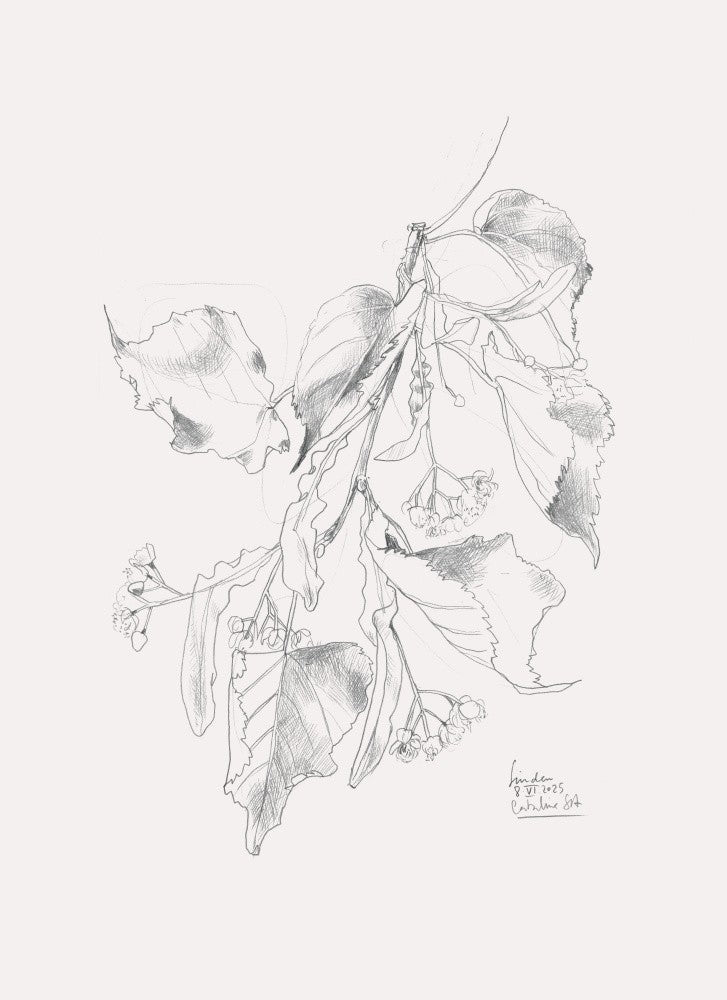 Lindenblüte