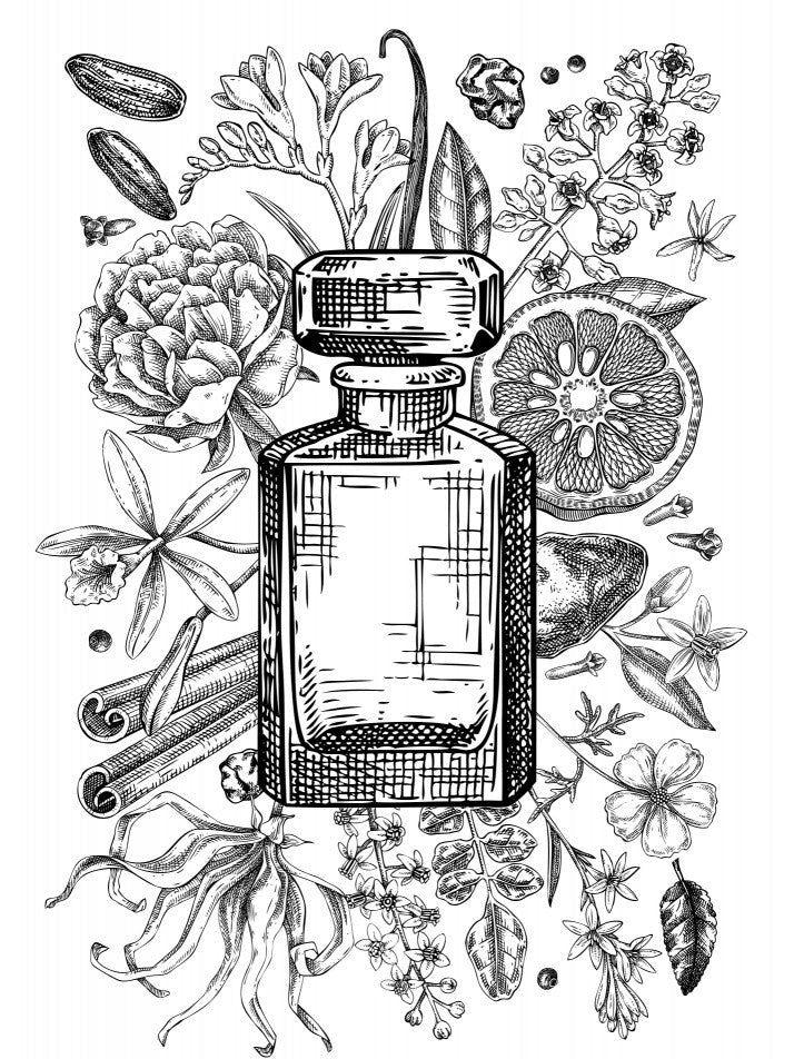 Vintage Perfumery Poster - Aromatic plants and flowers