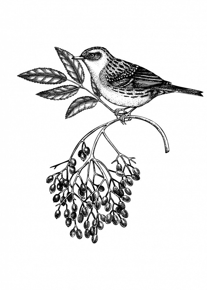 Wildtierposter - Vogel auf Holunderzweig im Vintage-Stil