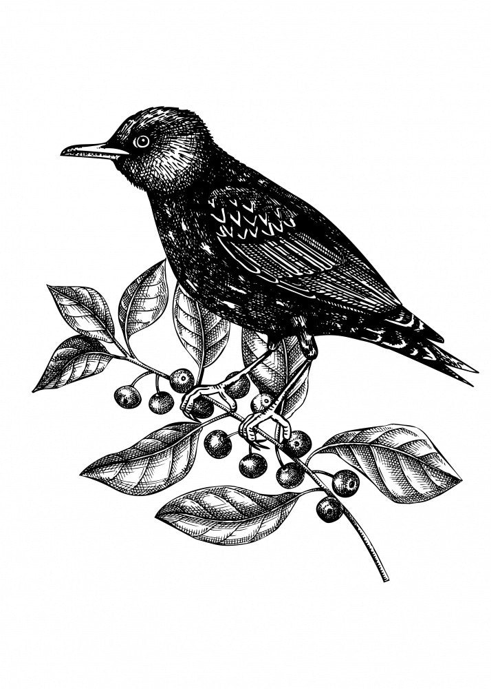 Wildlife Poster - Bird of the branch with black berries in vintage style
