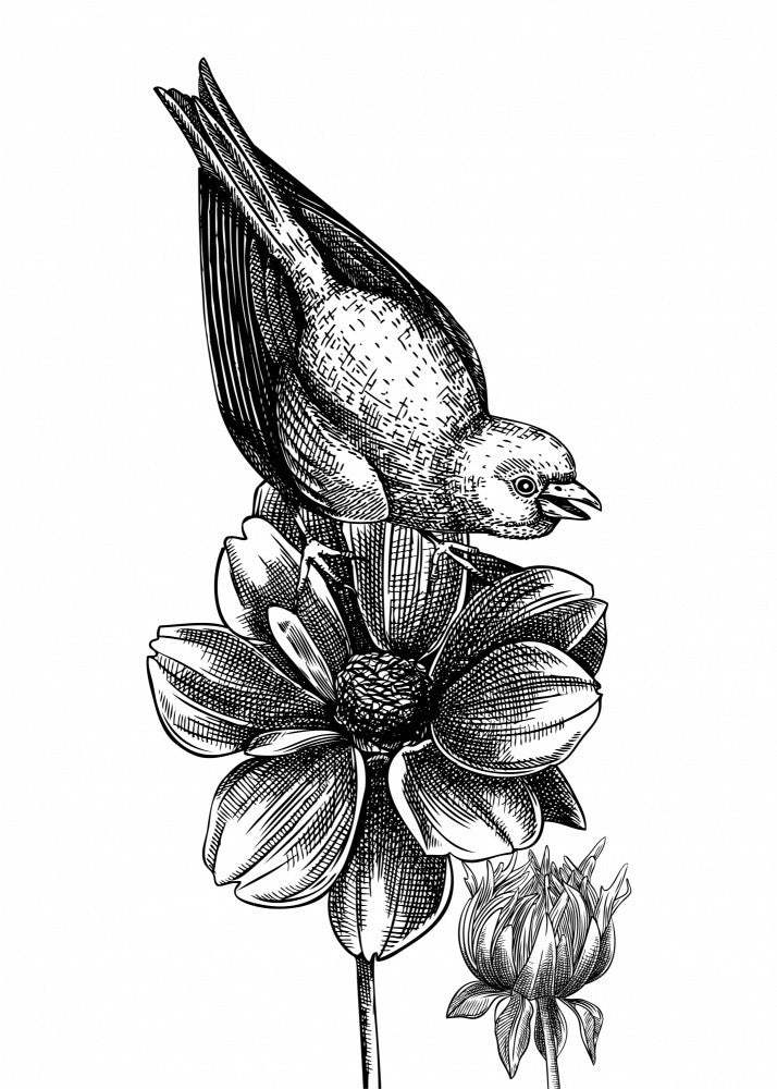 Affiche Faune - Oiseau sur une fleur style vintage