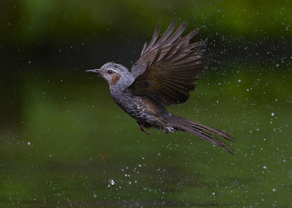 Brown-eared Bulbul