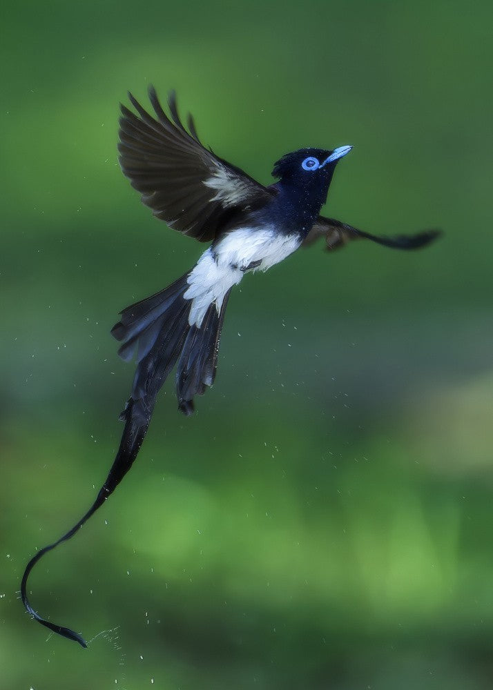Japanese Paradise Flycatcher