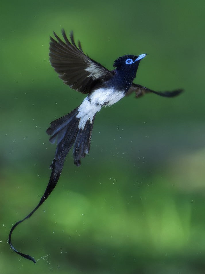 Japanese Paradise Flycatcher