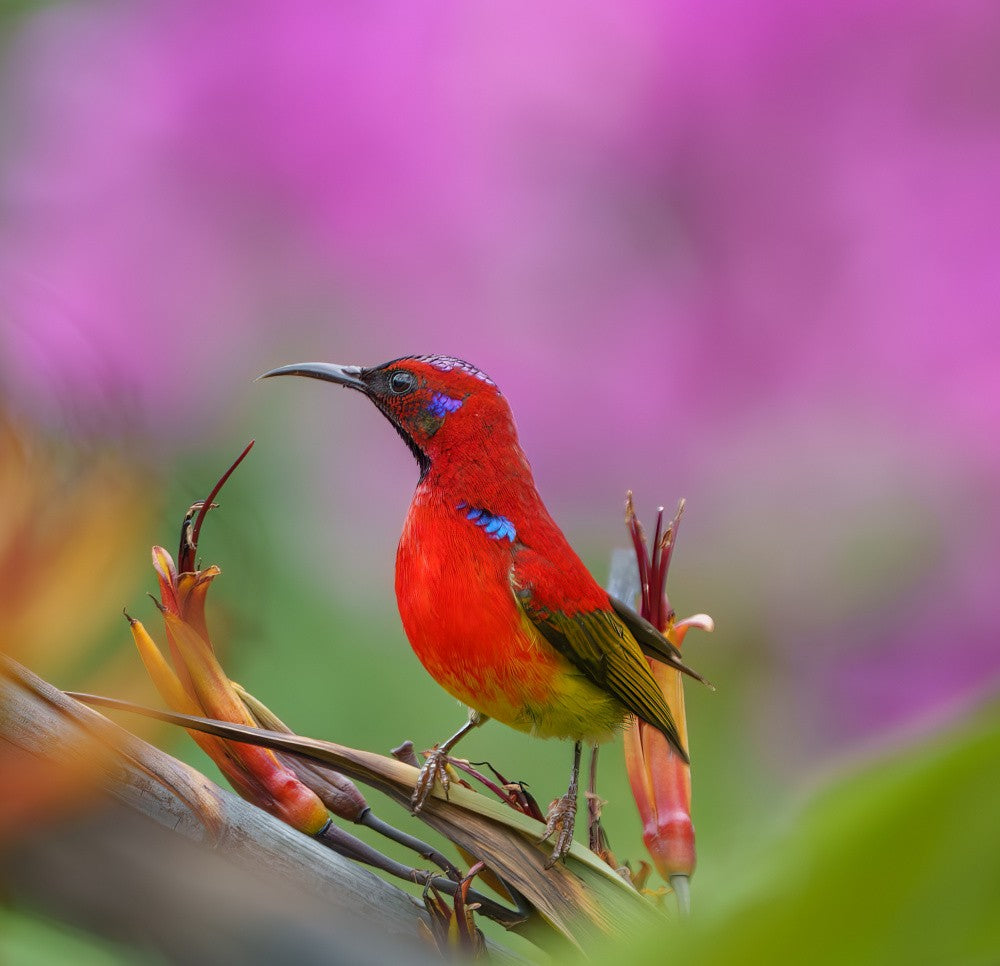 Sunbird#2