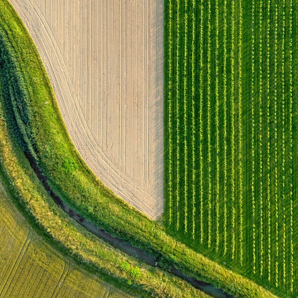 Harp