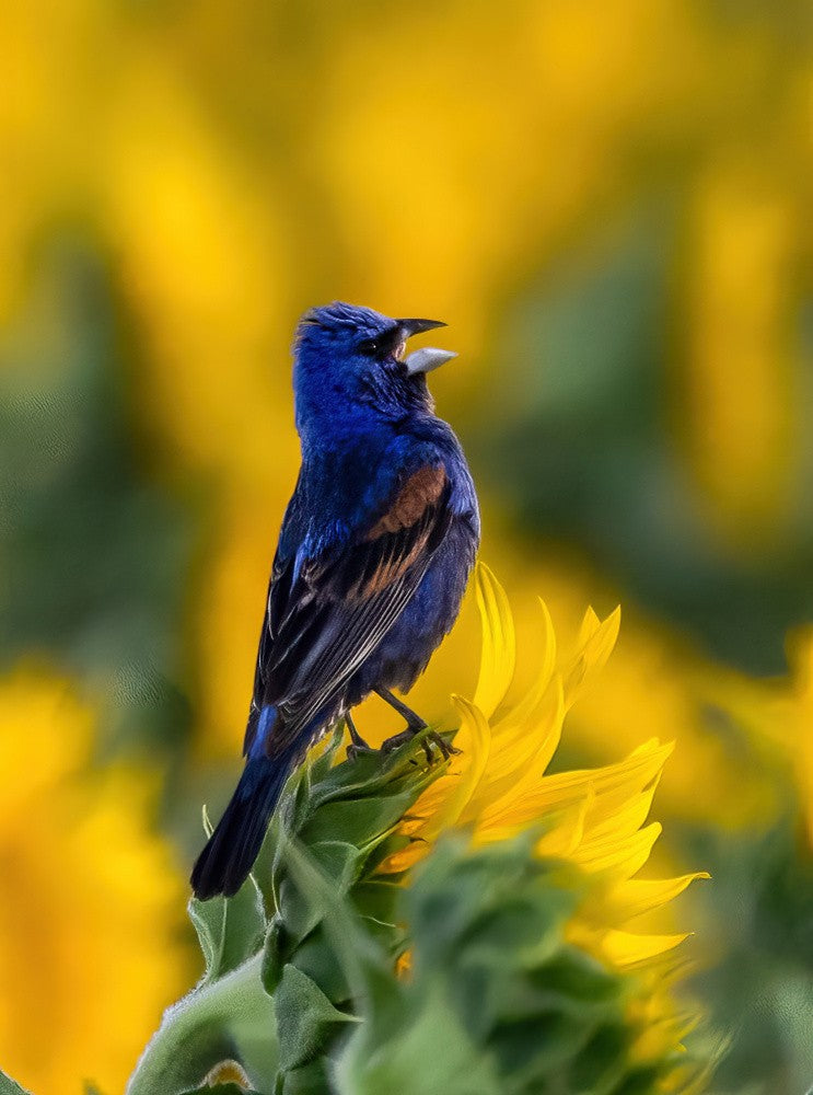 Indigo Bunting