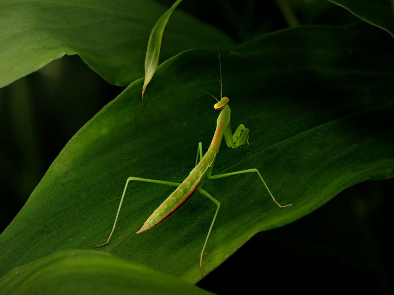 Praying Mantis