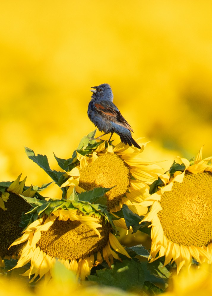 Blue Melody on Golden Throne