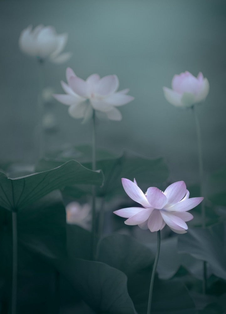 Lotus of the Mist