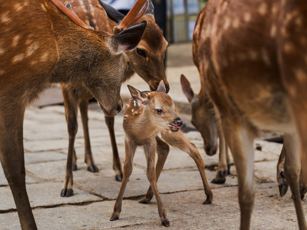 Newborn of the herd