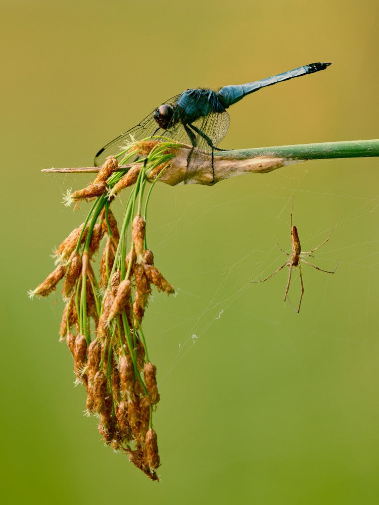 The light gleen world with dragonfly
