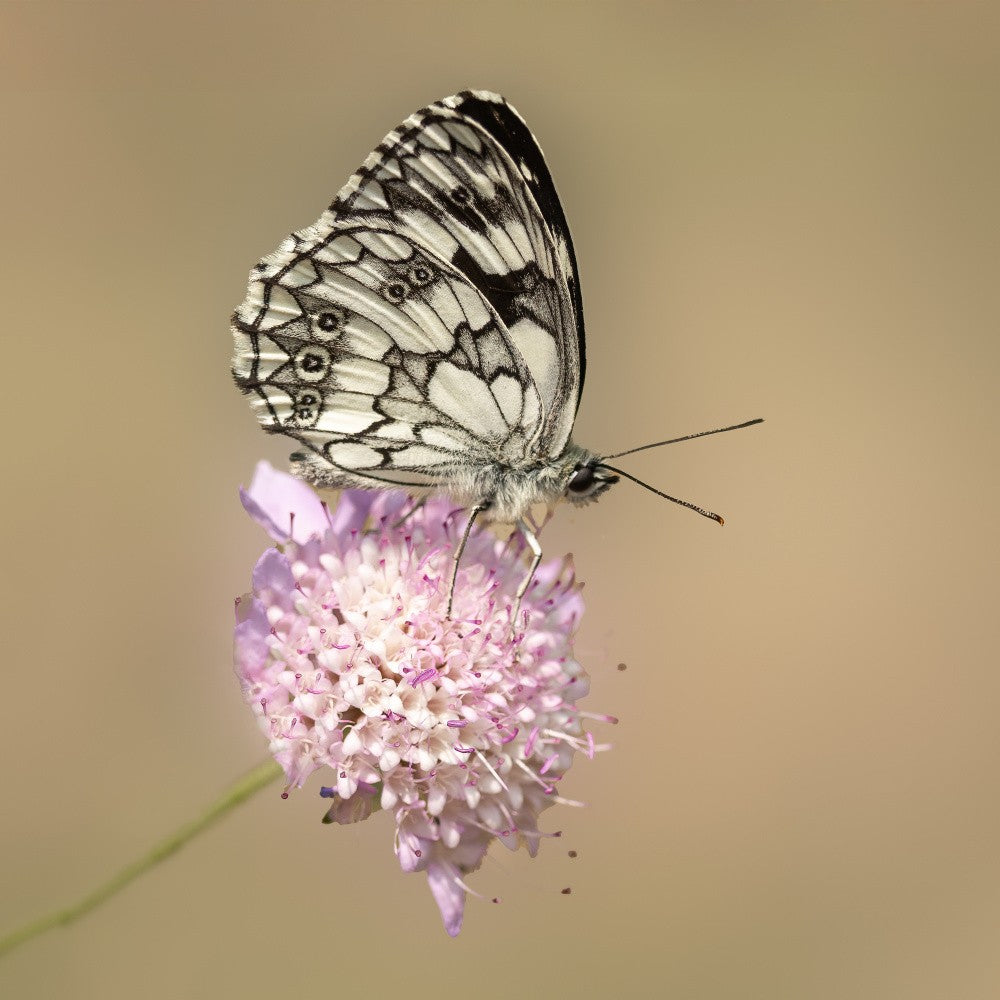 Schöner Schmetterling.