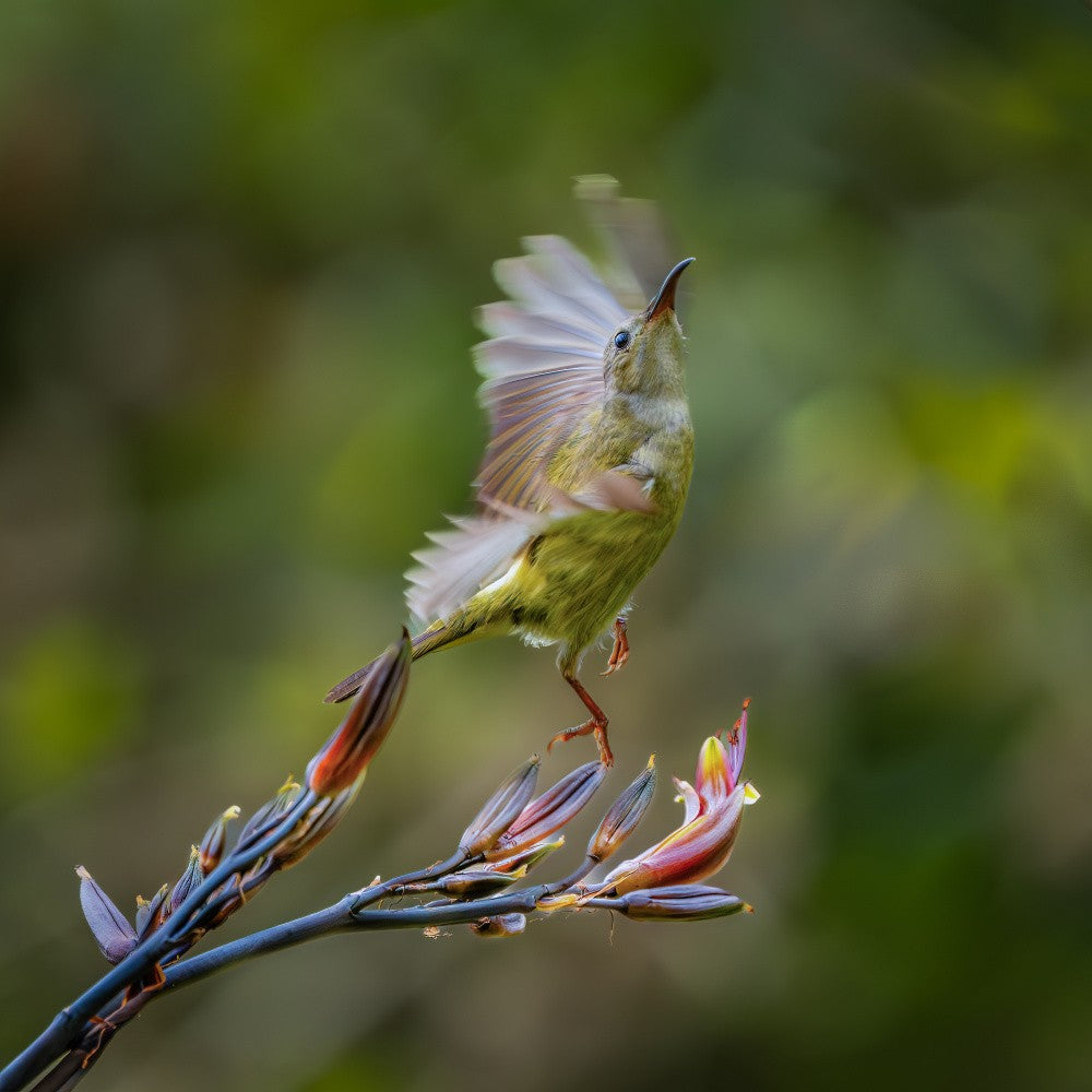 Female Sunbird