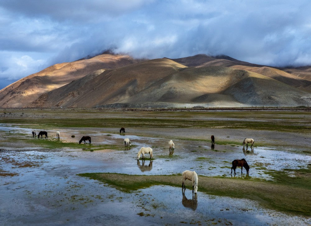 Horses Grazing on Himalayan Wetlands