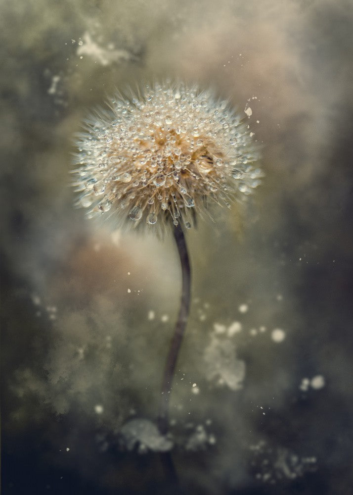 Dandelion