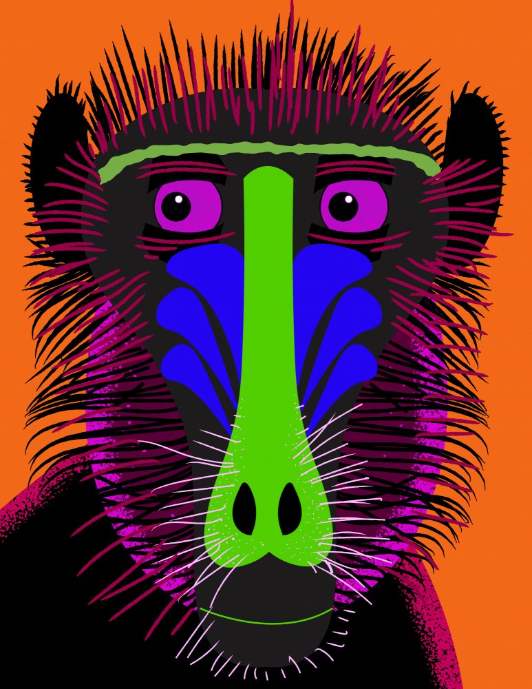 Mandrill Looking right