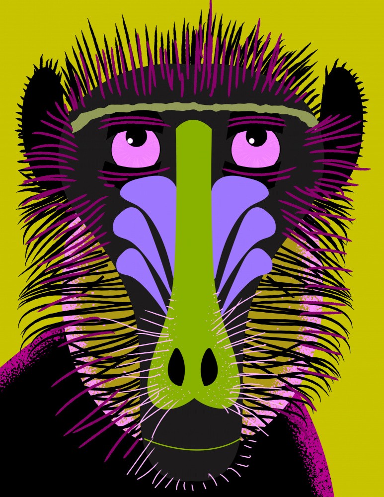 Mandrill Looking Up