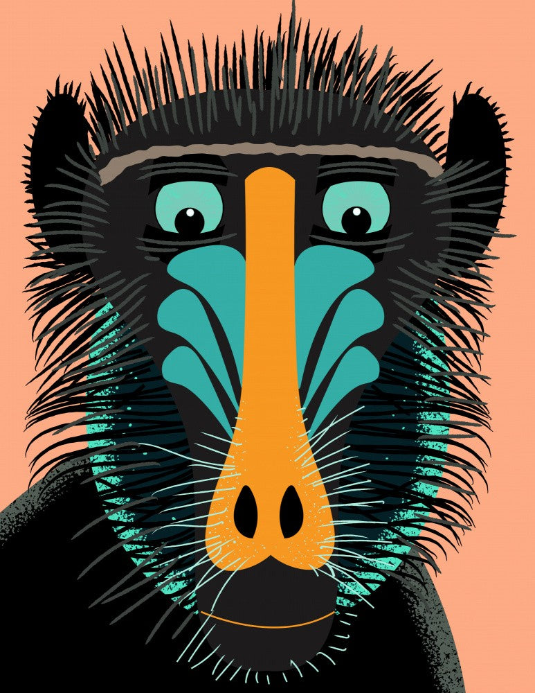 Mandrill Looking Down