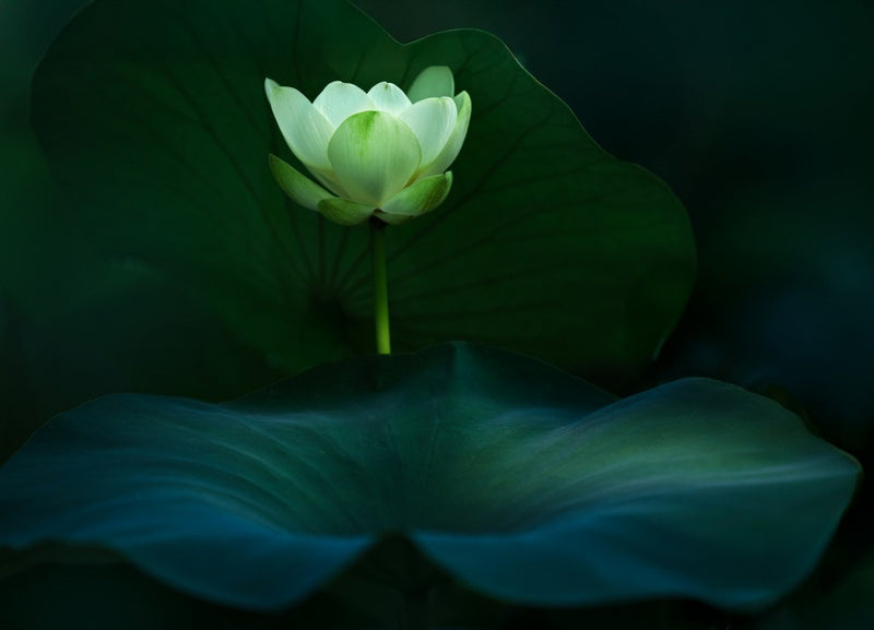 Silent Bloom