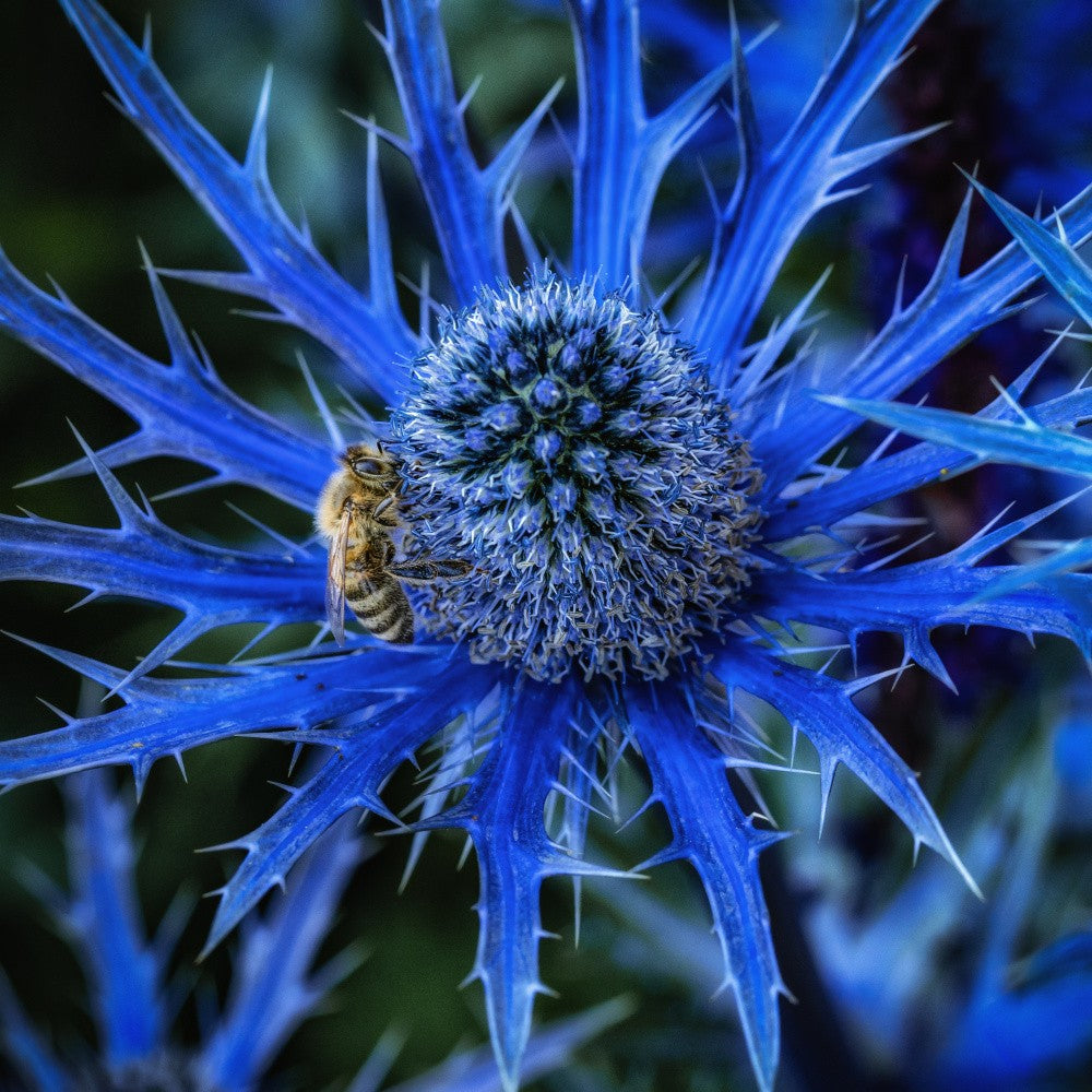 Rhapsody in blue.