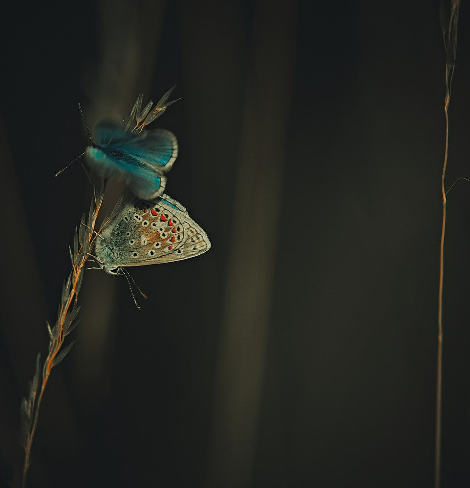 Common Blues