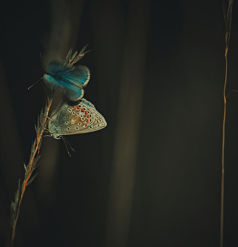 Common Blues