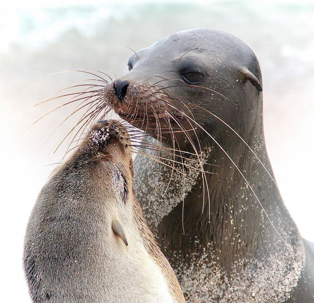 Kisskiss