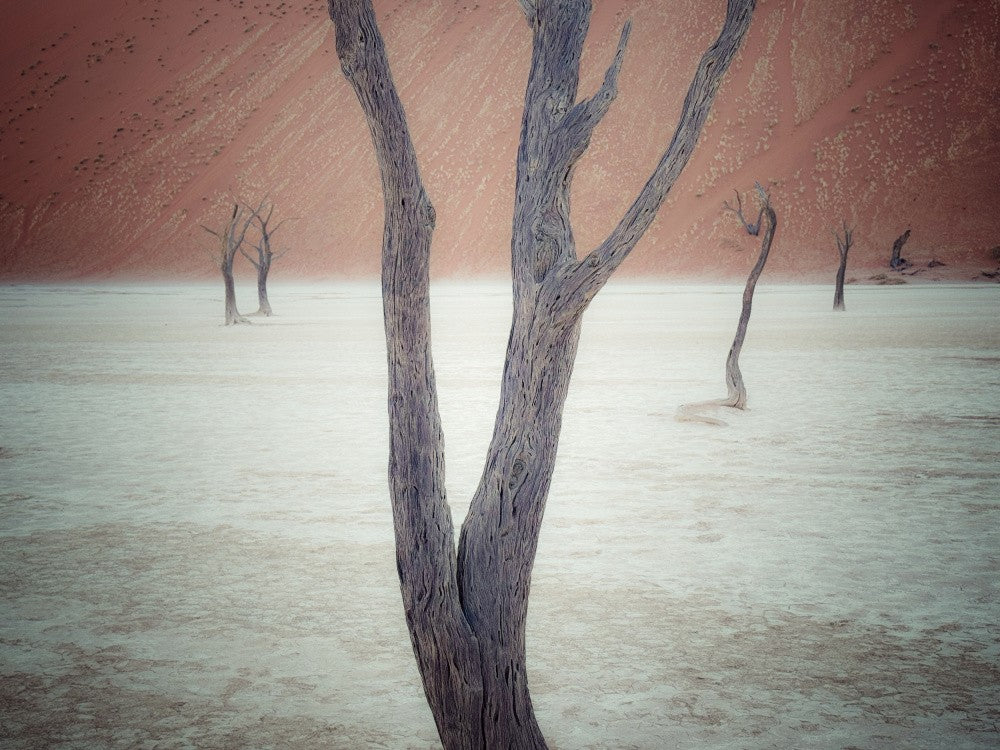 Dead Trees & Red Sand II