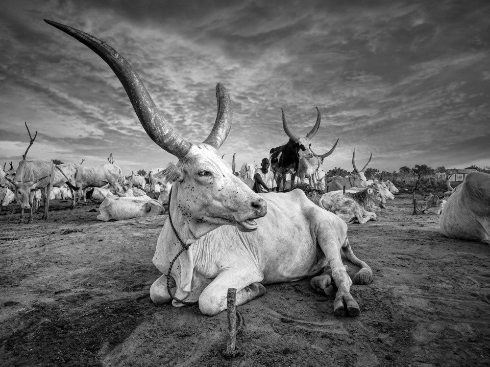 Dinka CATTLE