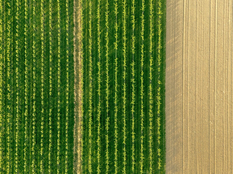 Viticultural parallels